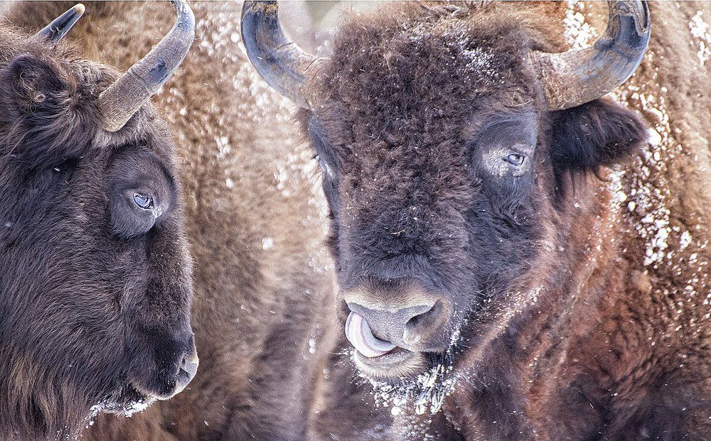 В носу зачесалось.