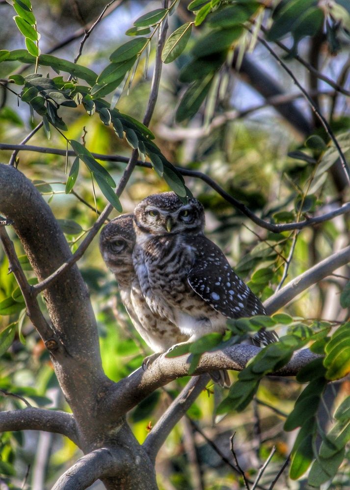 OWLS