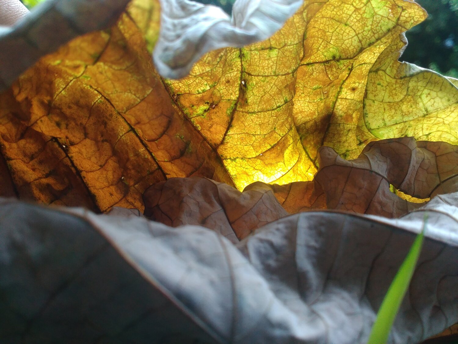 Burned leaf