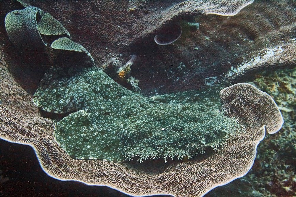 Я не ковер. Я акула. Ковровая