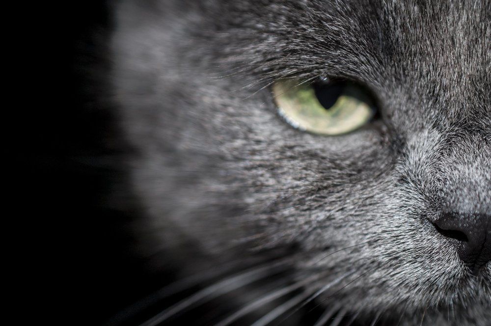 В каждой кошке живет пума