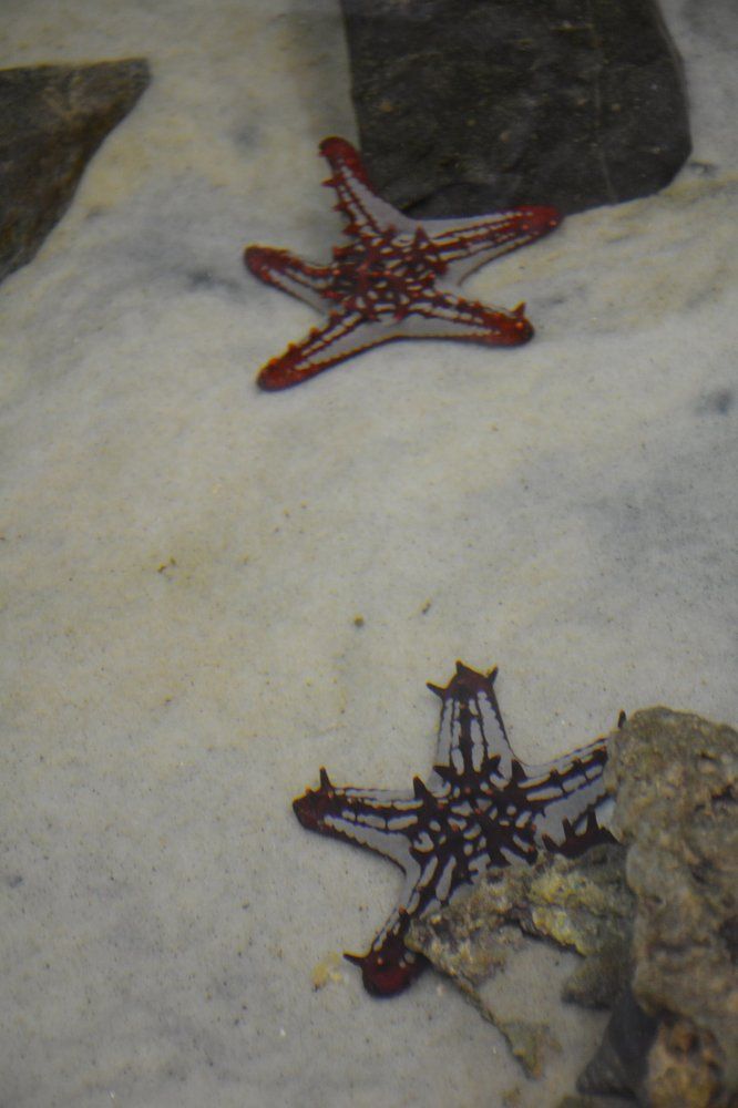 Фотография автора Елена Бракоренко