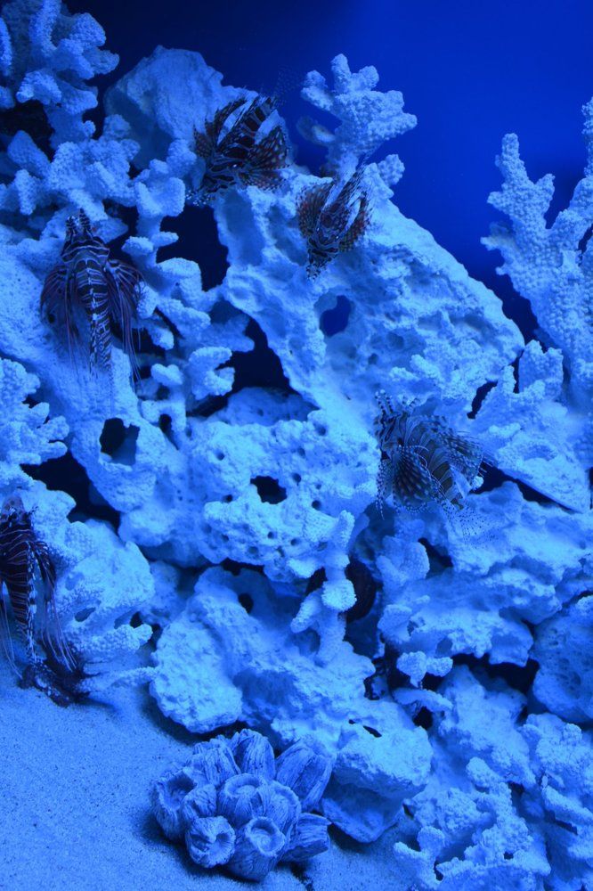 Фотография автора Елена Бракоренко