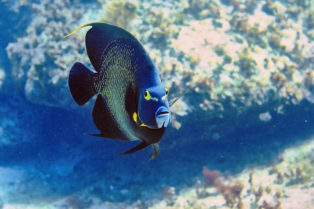 Ну, чисто - ангел!