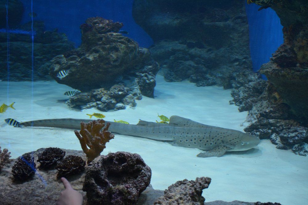 Фотография автора Елена Бракоренко