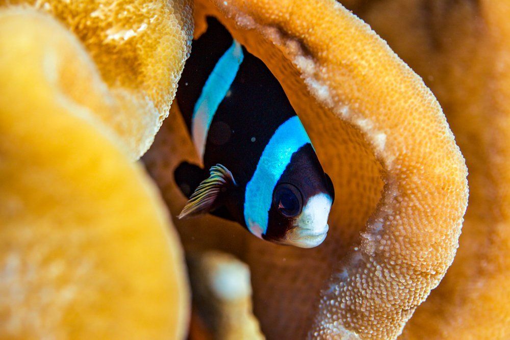 Shy clown fish