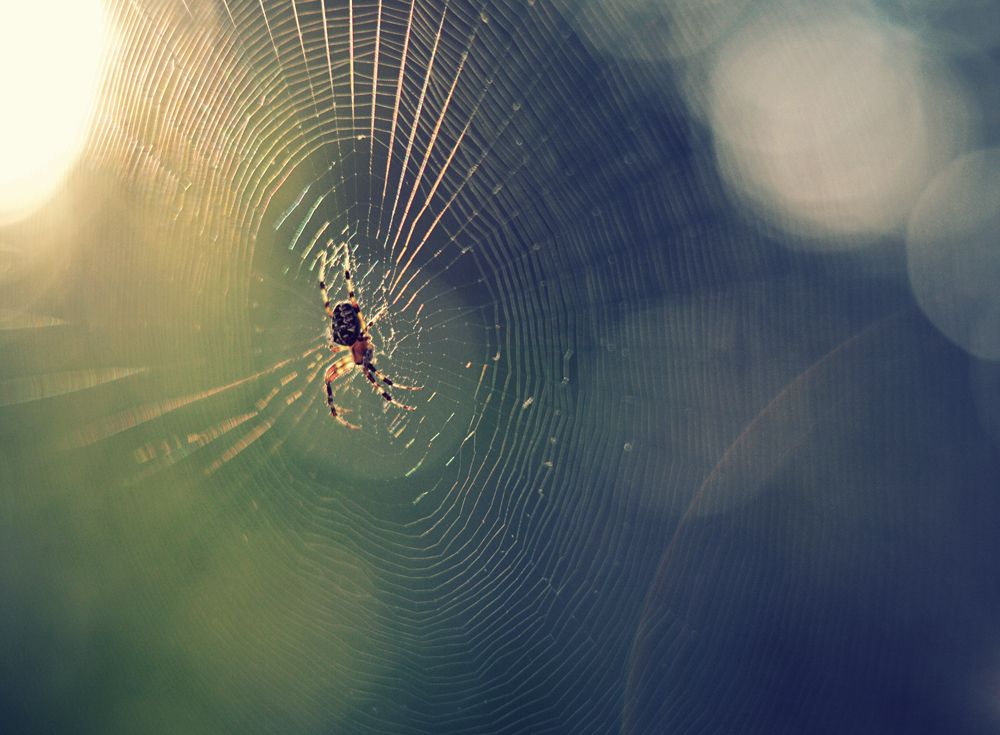 У золотой осени и паучки золотые!