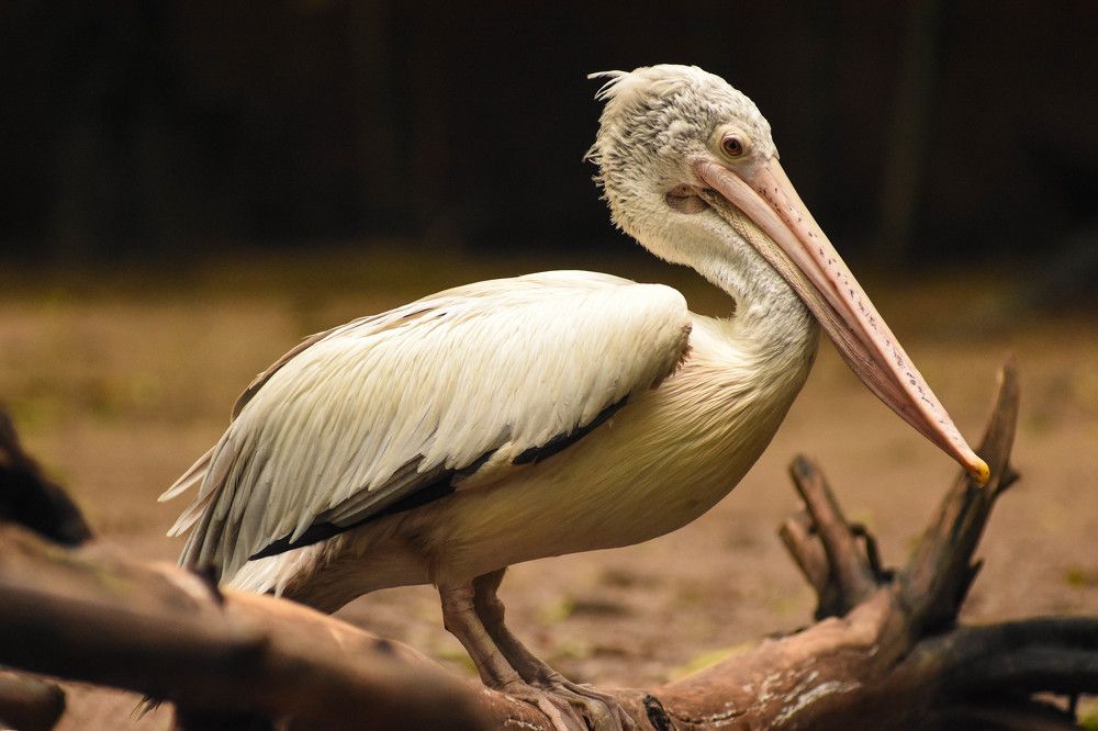 Pelican