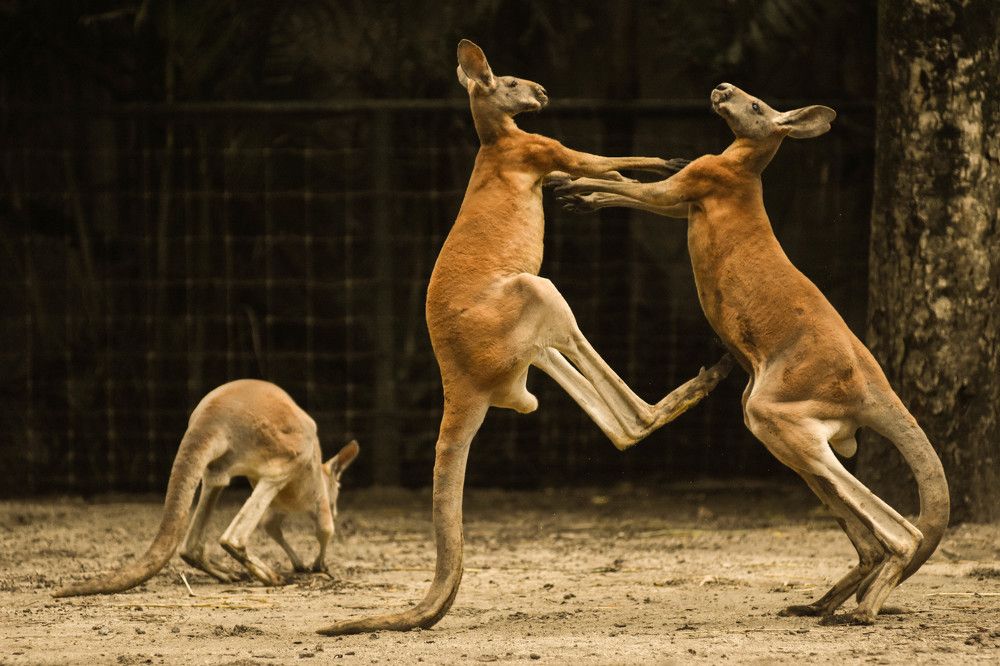 A Little Wild in the wilderness.