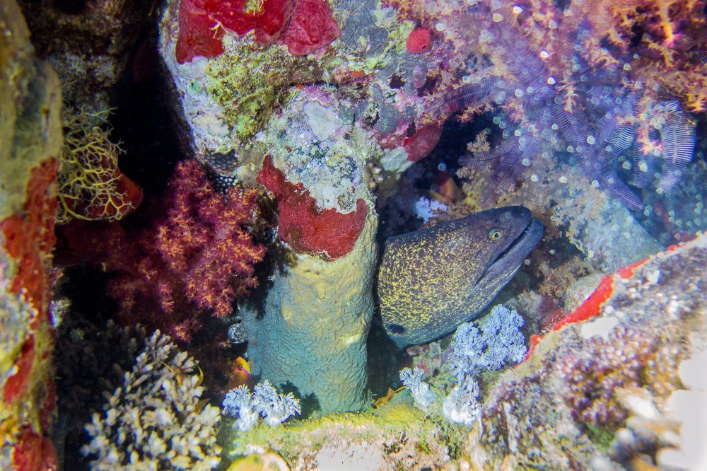 Муренка на Тистеле