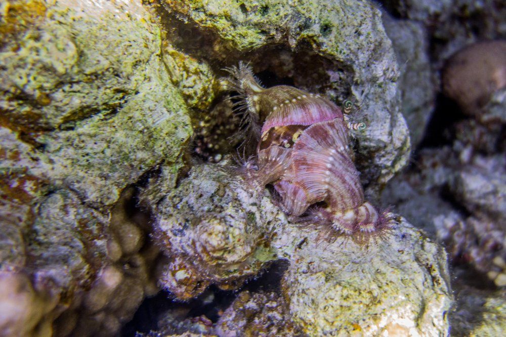 Крокозябла