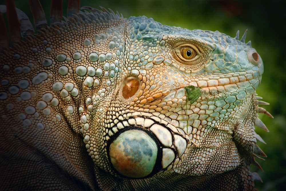 Iguana verdosa