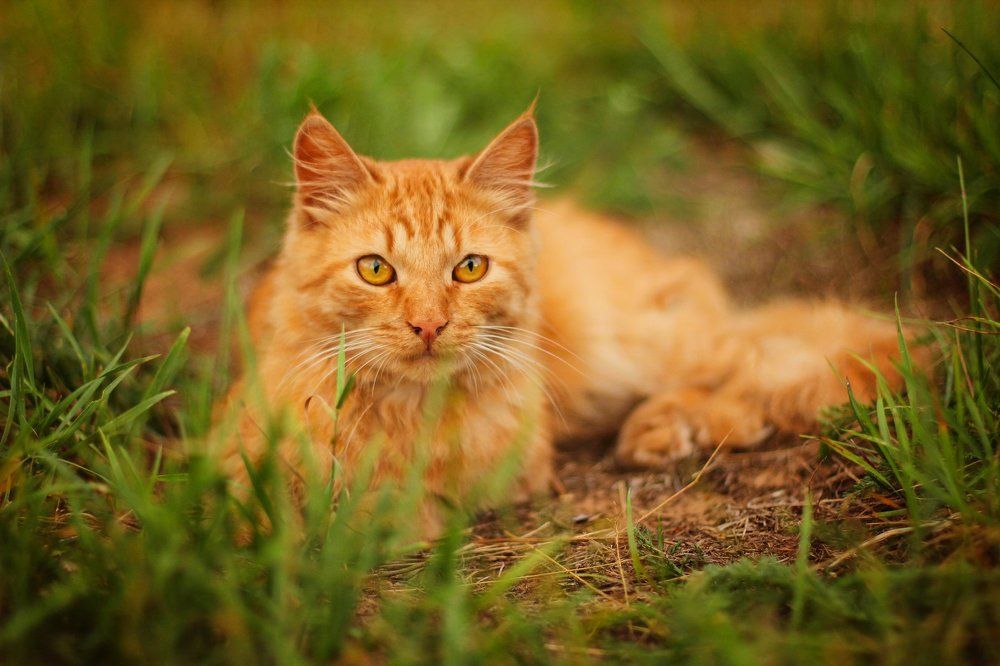 Photograph by Анна Кесарева