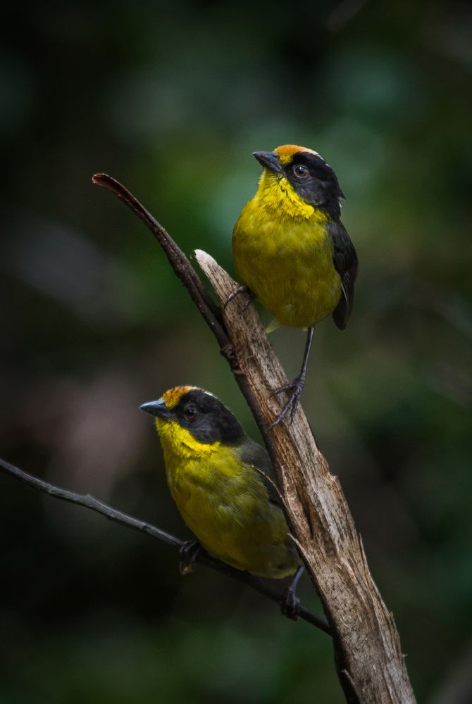 Fotoestudio avi-familiar