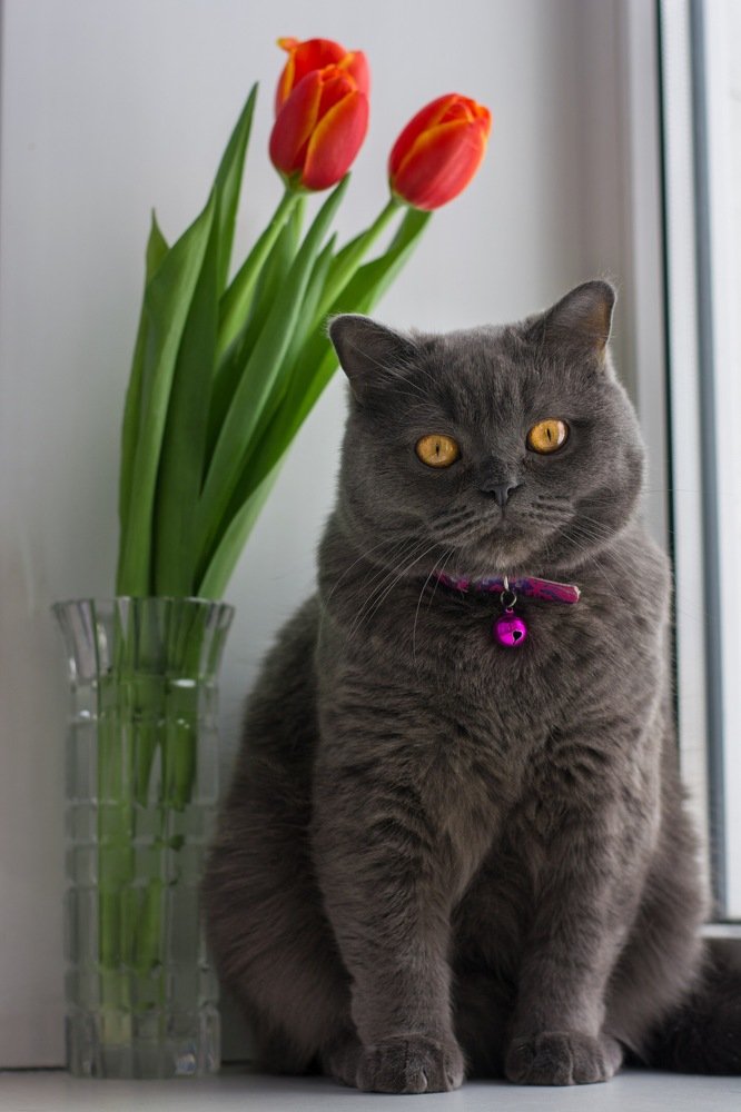 Кошка и тюльпаны