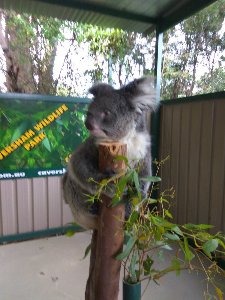 Koala