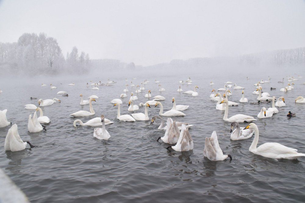 Озеро Лебяжье. Белокуриха,Алтай.