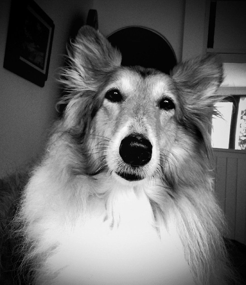 the return of lassie