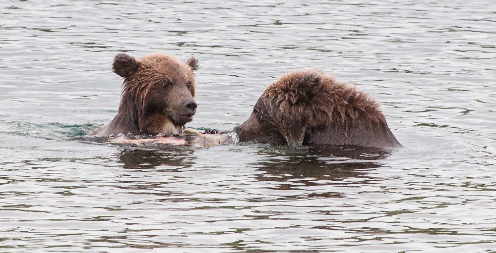 это моя рыба, брат!