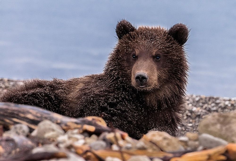 Любознательный