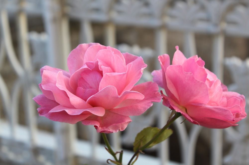 Photograph by Tatiana