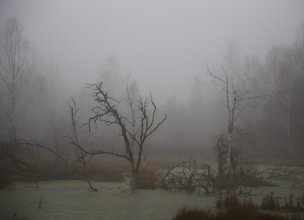 Бобриное царство