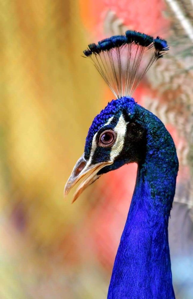 Peacock