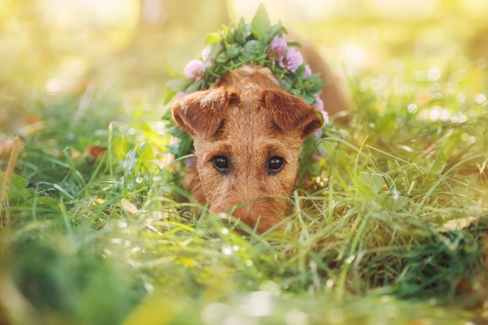 Ирландские мотивы