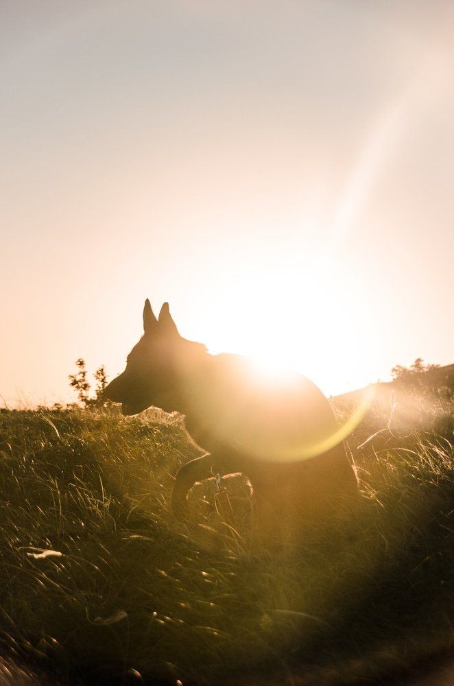 Последний луч заката.