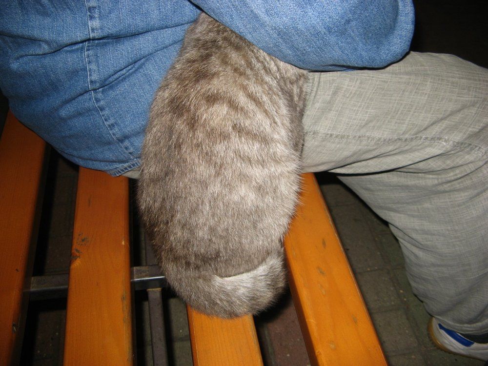 Стеснительный кот