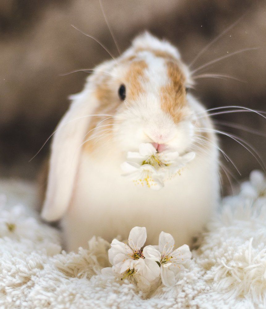 Вкусные цветы вишни.