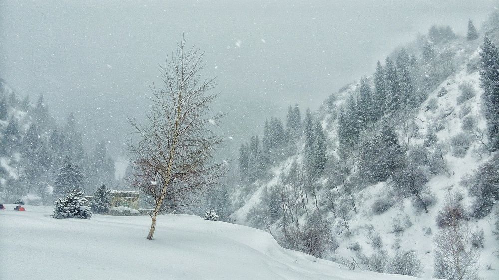 Холодный лес