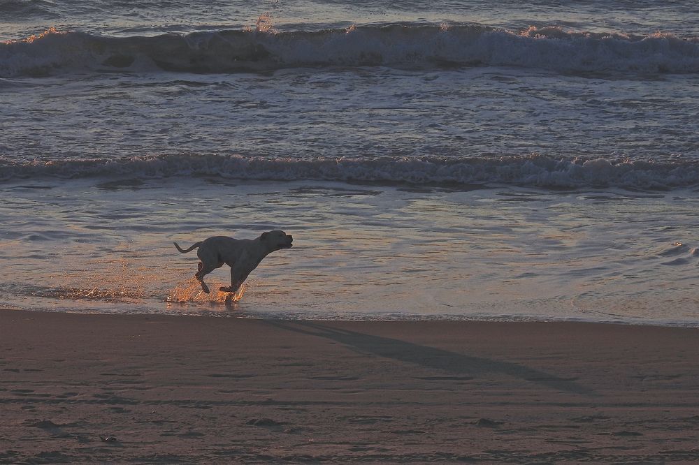 Happiness in the sea ...