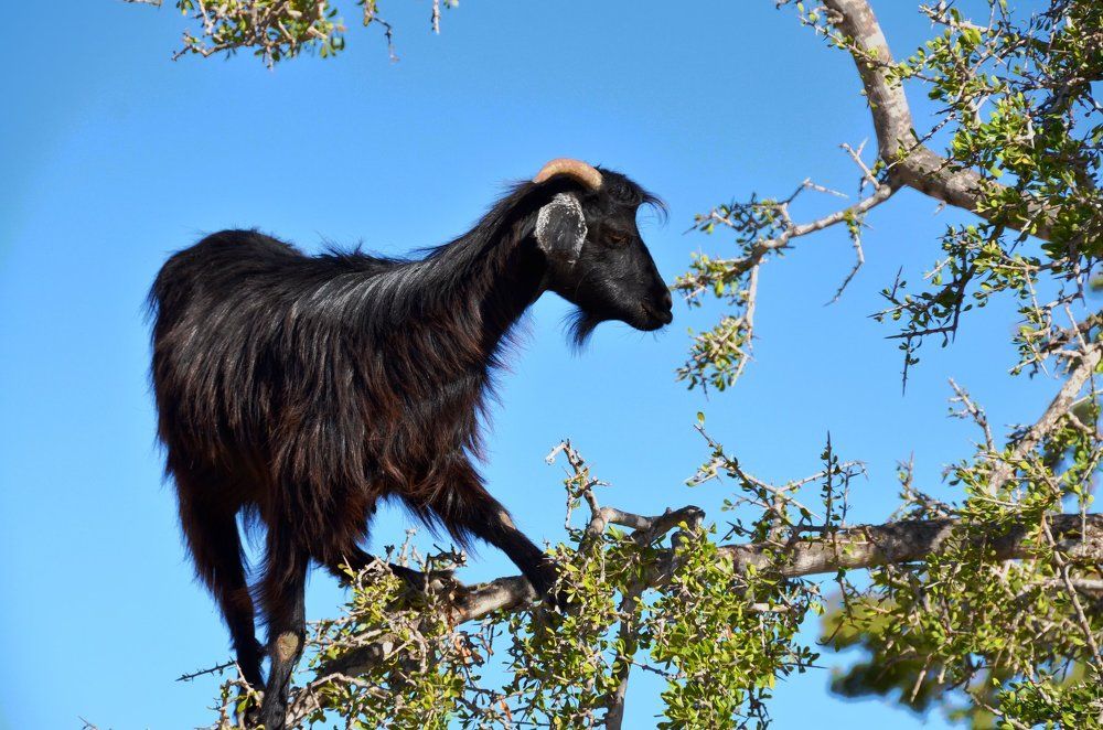Коза на аргановом дереве, Марокко.