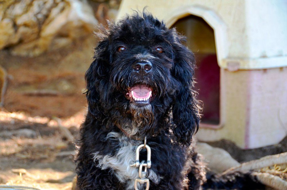 Верный сторож.