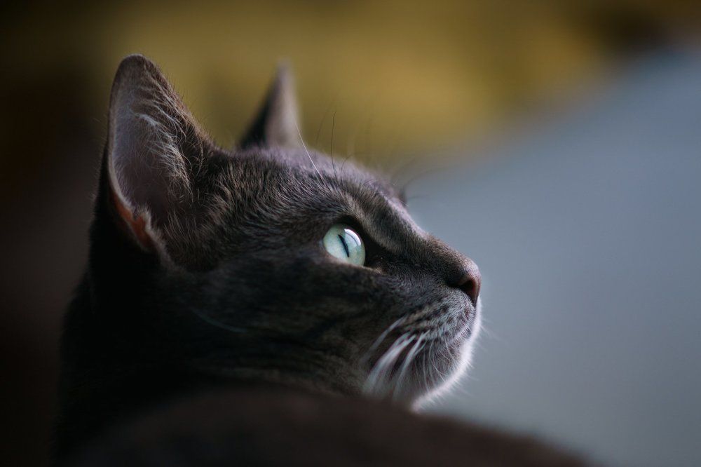 Портрет Плюши.