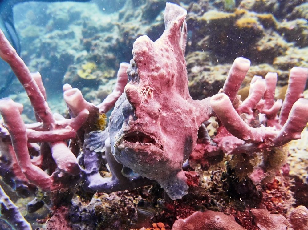 А я-рыба-я-жаба! Я рыба-жаба