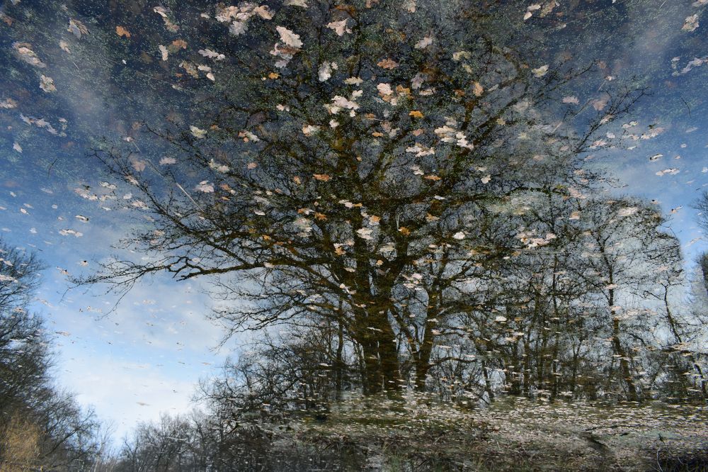 Reflection