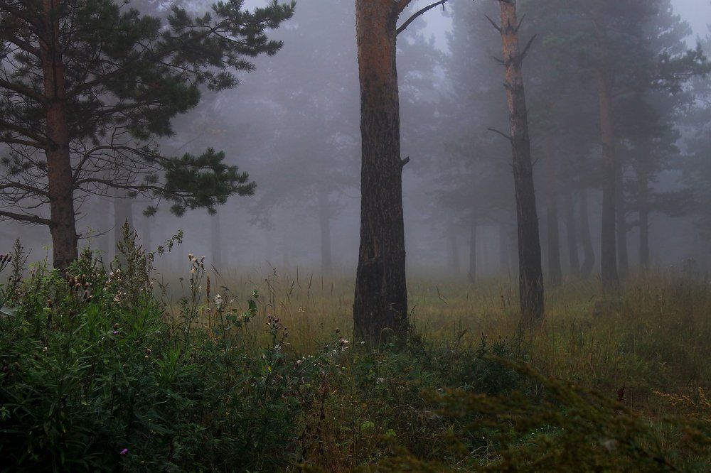 Таинственный лес