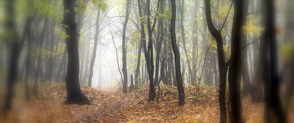 ТУМАННОЕ УТРО