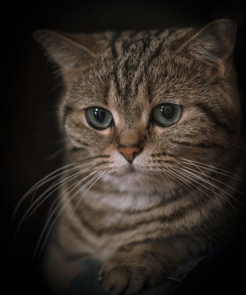 Фотография автора Константин Яковлев