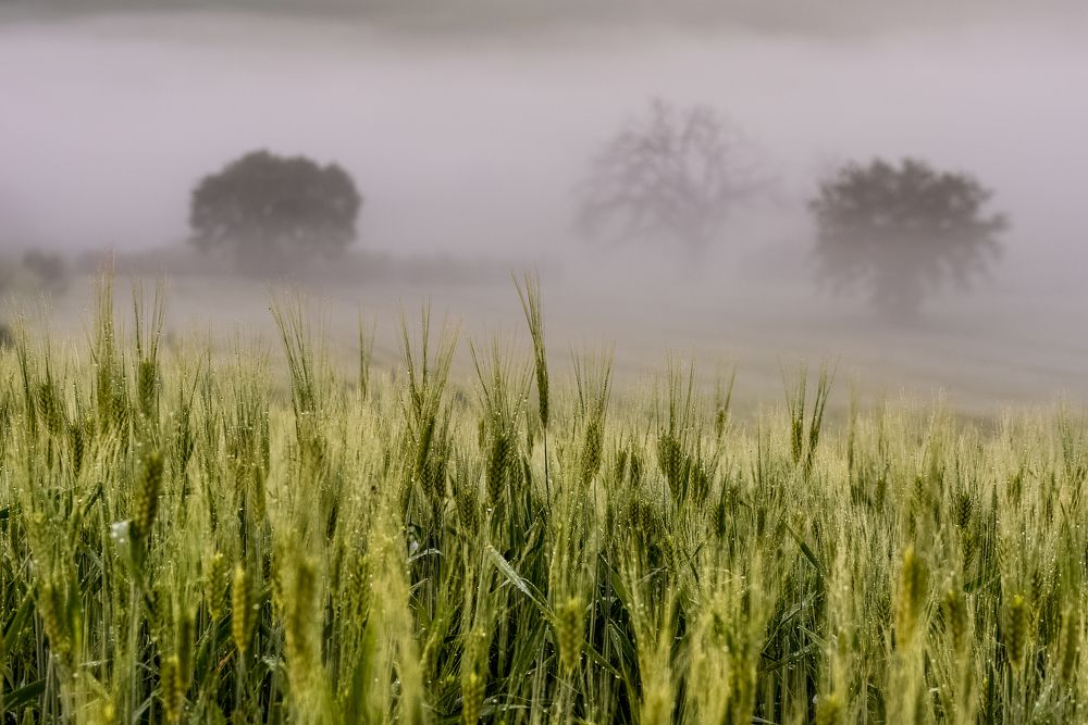 Утро в Тоскане