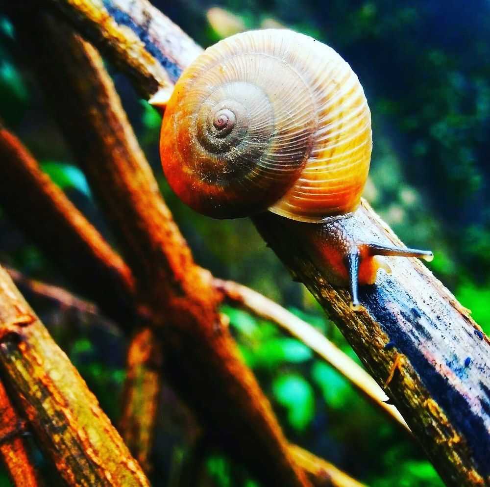 Snail