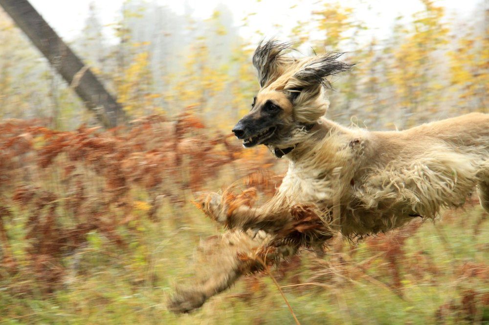 а мне летать охота
