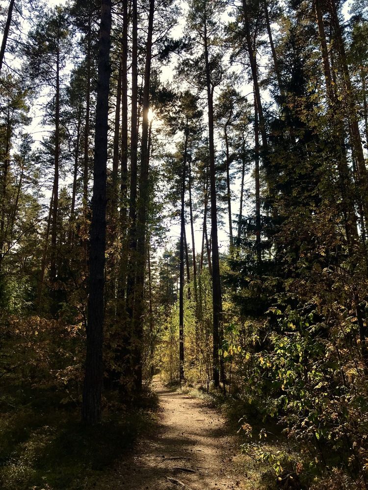 Скрывающийся лес