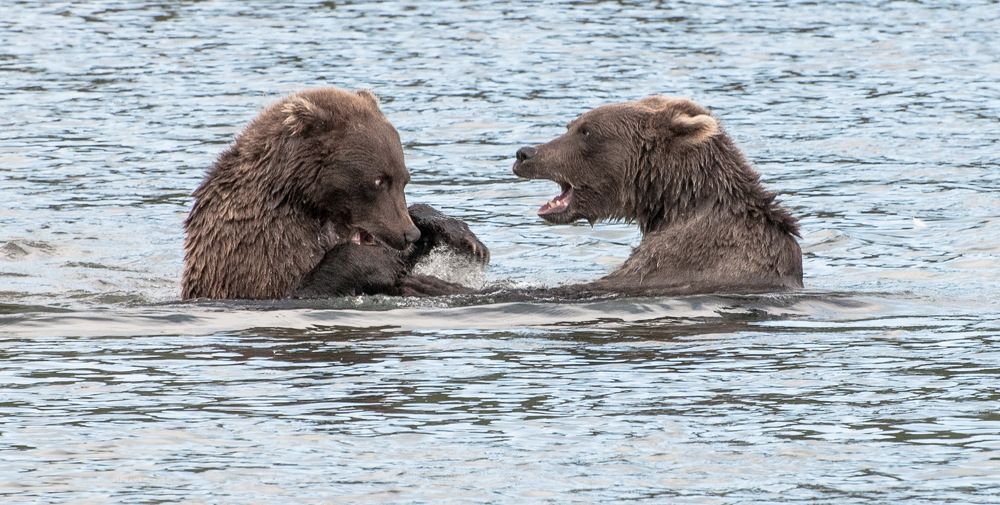 медвежье ушу