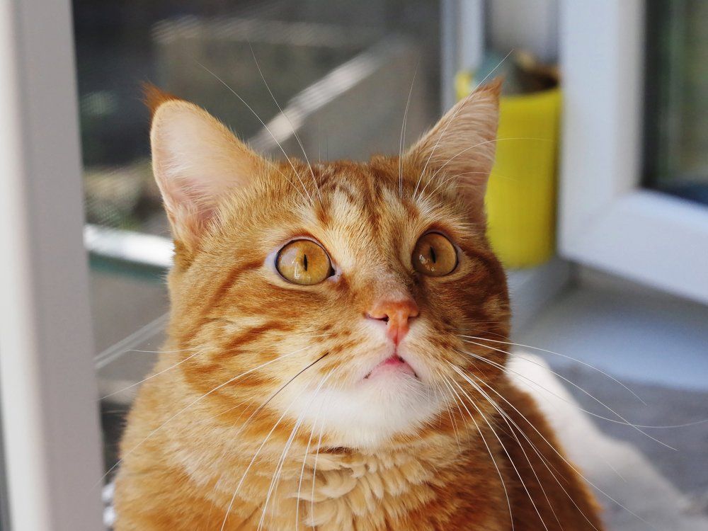 Photograph by Сергей Челахов