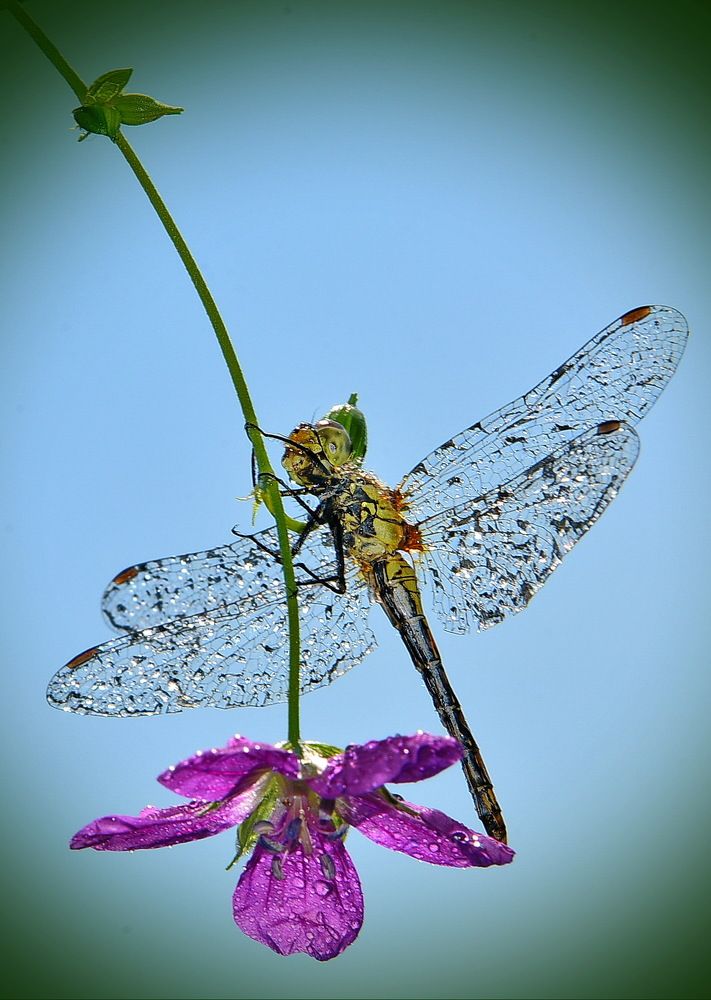 Этюд с цветком.