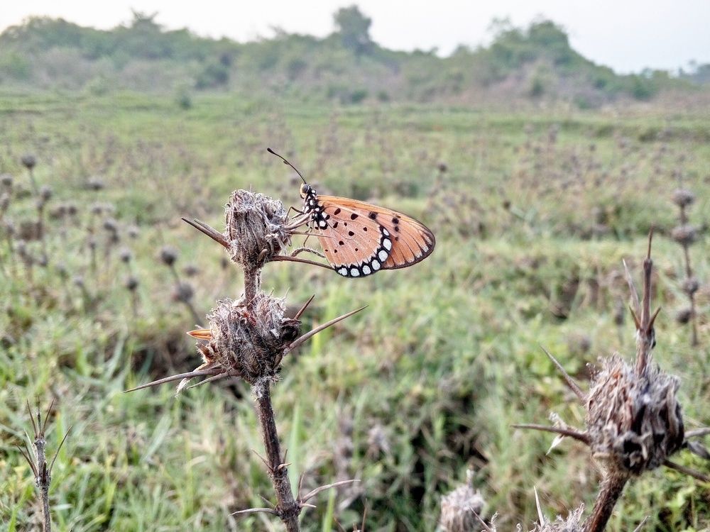 Photograph by Ravi Kumar Paswan