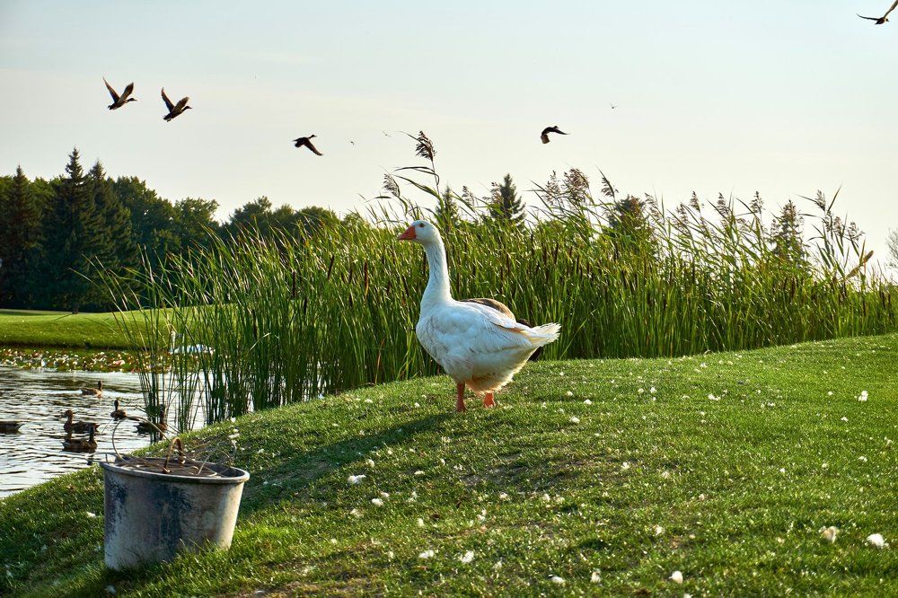 Смотритель пруда.